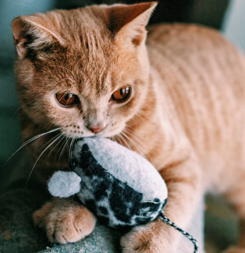 Juguete Ratón Gato
